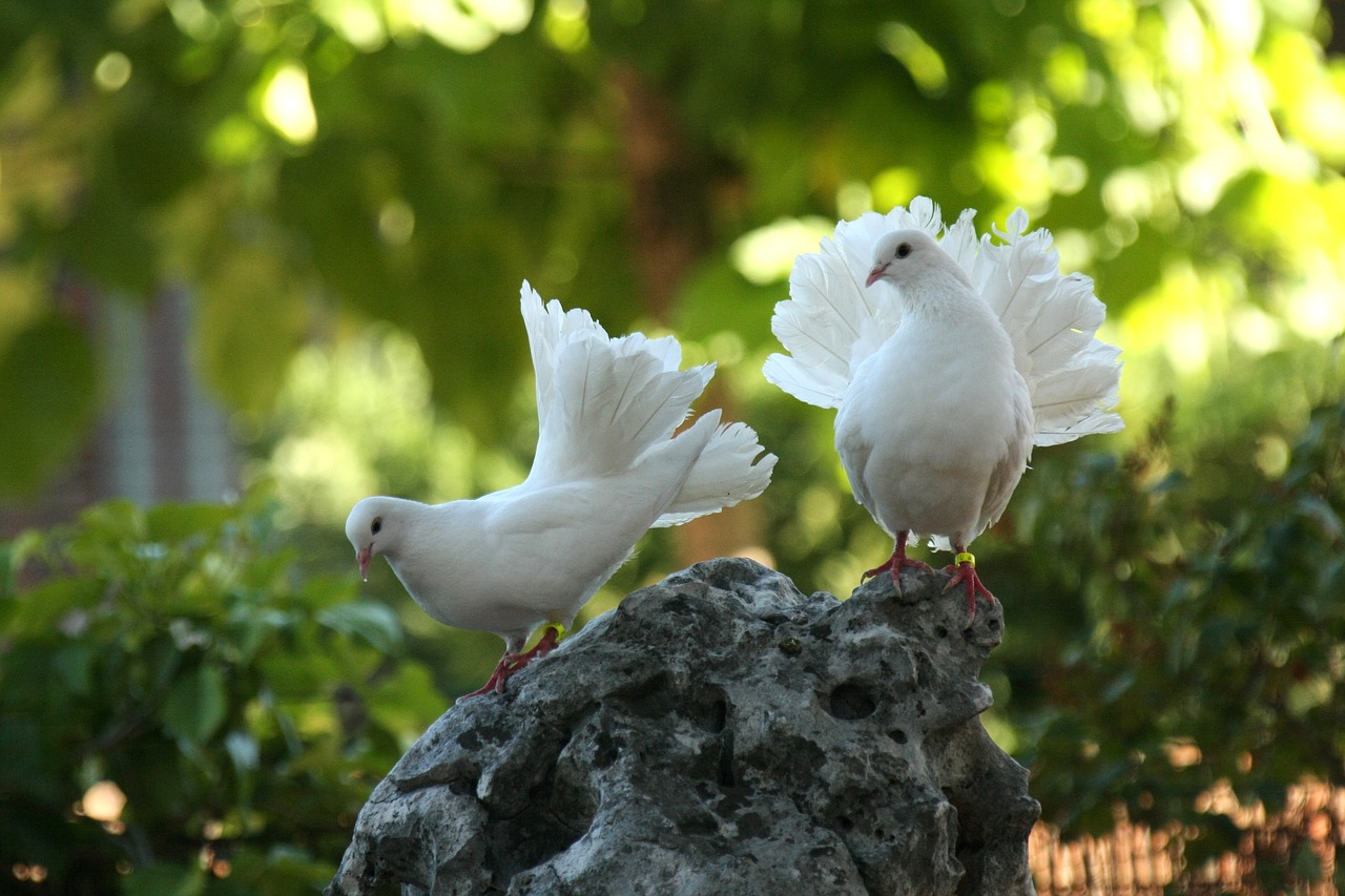 doves rock pixabay